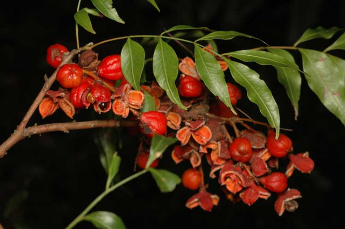 당근나무 - fine-leaved tuckeroo, Lepiderema pulchella