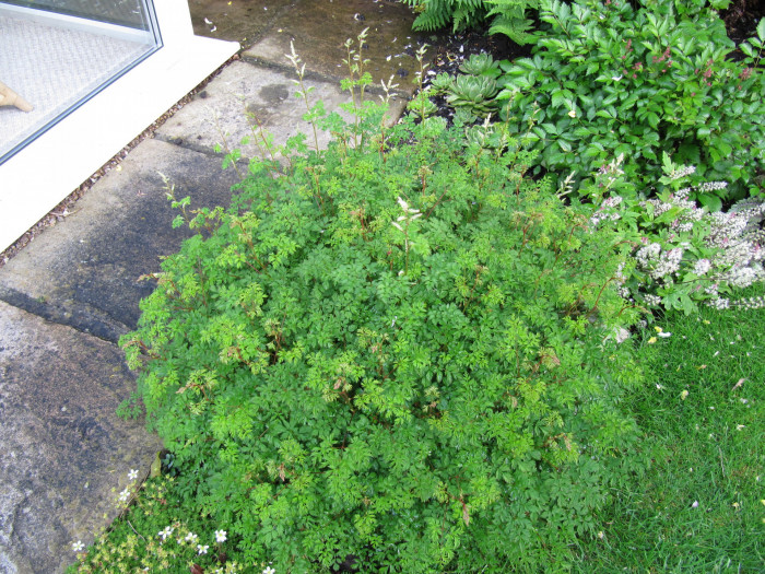 한라개승마 - Aruncus aethusifolius (H. Lév.) Nakai