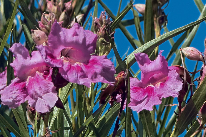 사막 버드나무 - Desert willow, Chilopsis linearis (Cav.) Sweet