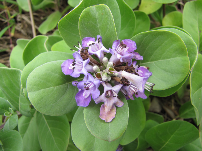 순비기나무 - Vitex rotundifolia L.f.