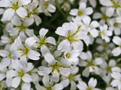 하설초 사진 - Cerastium tomentosum Photos
