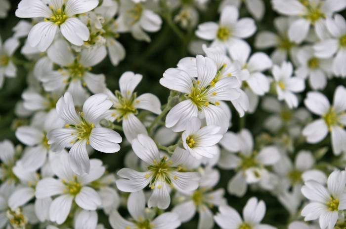 하설초 - Snow-in-Summer, Cerastium tomentosum