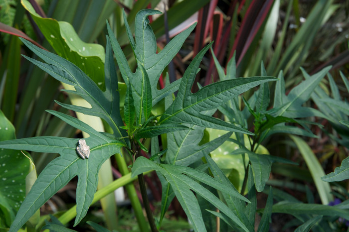 캥거루사과 - Kangaroo Apple, Solanum laciniatum