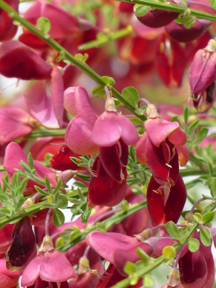 양골담초 - Cytisus scoparius (L.) Link