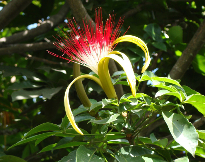 피카라 - Money Tree, Pachira aquatica