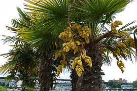 당종려 - Trachycarpus fortunei