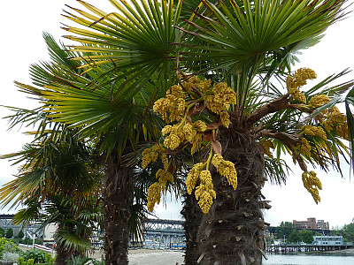 당종려 사진 - Trachycarpus fortunei Photos