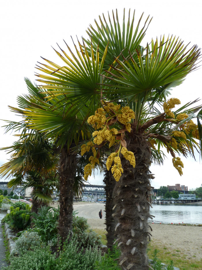 당종려 - Chinese windmill palm, windmill palm, Chusan palm, Trachycarpus fortunei