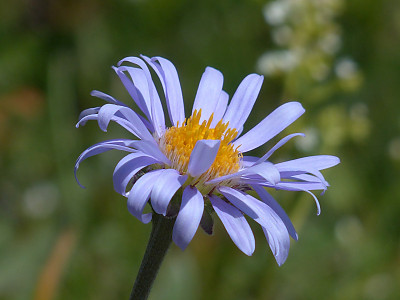 산구름국화 사진 - Aster alpinus Photos