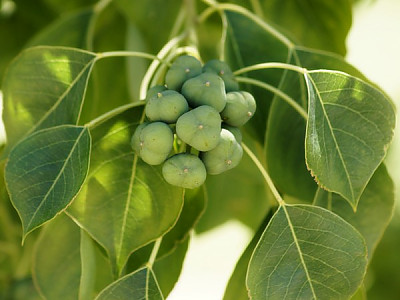 오구나무 사진 - Triadica sebifera (L.) Small Photos