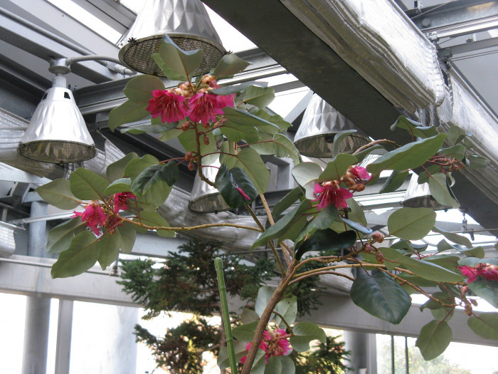 홍화하 - hong Kong Rose, Rhodoleia championii