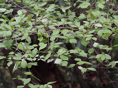 윤노리나무 사진 - Pourthiaea villosa (Thunb.) Decne. Photos