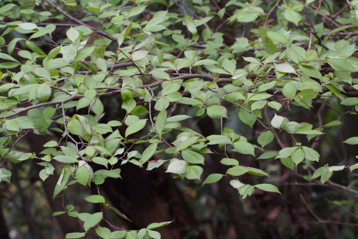 윤노리나무 -  Oriental photinia, Pourthiaea villosa (Thunb.) Decne.