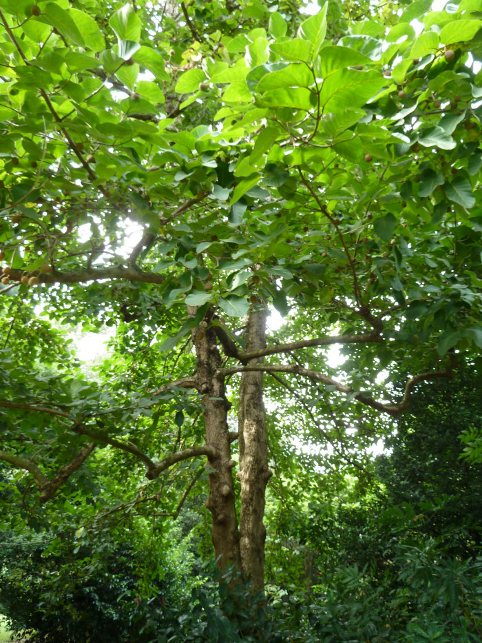 방칼 - Bangkal, Bur tree, canary wood, Leichhardt pine, yellow cheesewood, Nauclea orientalis