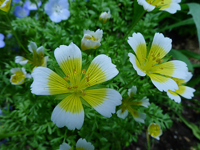 림난테스 사진 - Limnanthes douglasii Photos