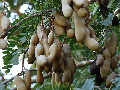 타마린드 사진 - Tamarindus indica Photos