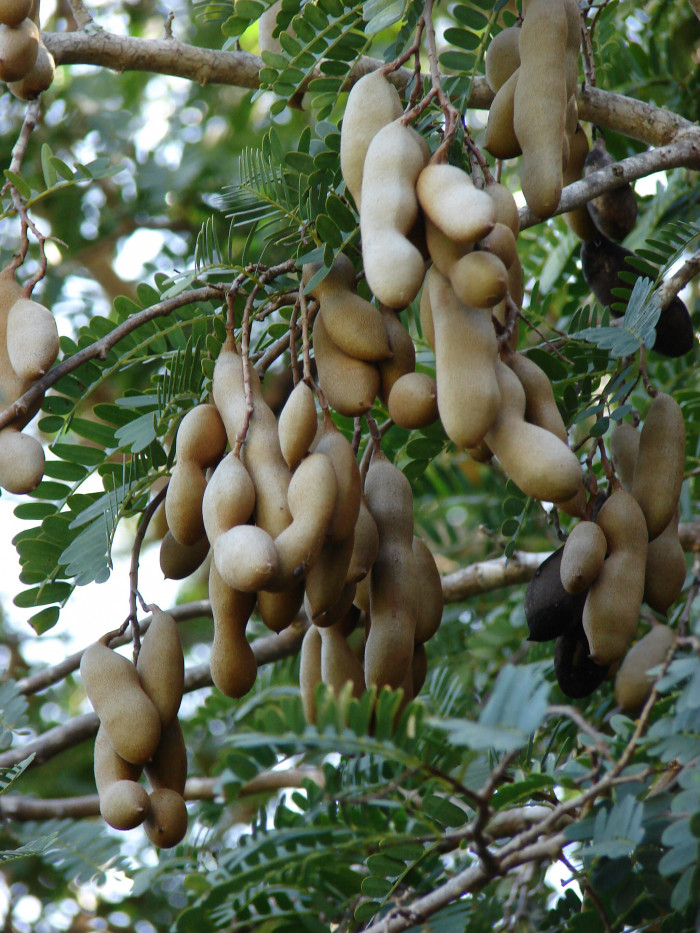 타마린드 - Tamarind, Asam Jawa, Tamarindo, Indian Date, Asam, Tamarindus indica