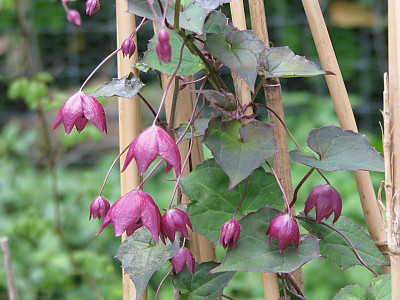 로도치톤 사진 - Rhodochiton Atrosanguineus Photos