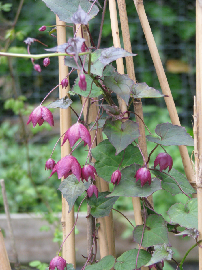 로도치톤 - Purple bell vine, Rhodochiton Atrosanguineus