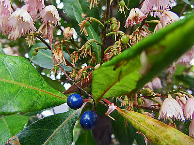 블루베리 애쉬 사진 - Elaeocarpus reticulatus Photos