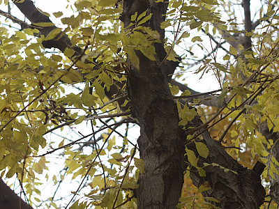 들메나무 사진 - Fraxinus mandshurica Rupr. Photos