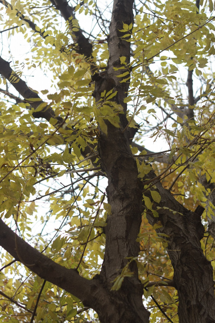 들메나무 - Manchurian Ash, Fraxinus mandshurica Rupr.
