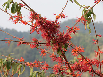우드포디아 프루티코사 사진 - Woodfordia fruticosa Photos