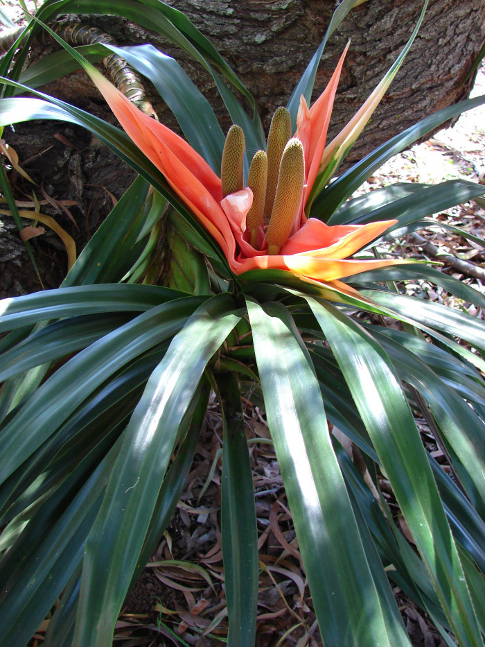프레이키네티아 - Freycinetia arborea