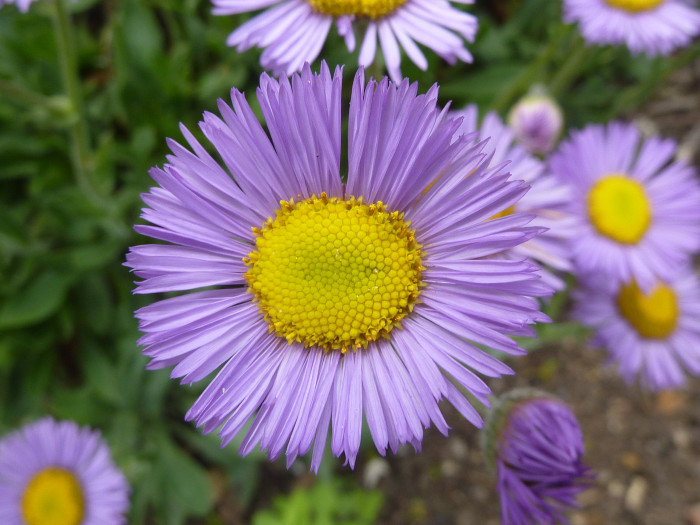 아스펜데이지 - Aspen daisy, Aspen fleabane, Garden fleabane, showy fleabane, Erigeron speciosus