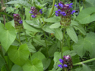 두메꿀풀 사진 - Prunella vulgaris var. aleutica Fernald Photos