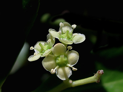 사철나무 사진 - Euonymus japonicus Thunb. Photos