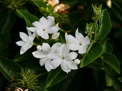 아라비안 자스민 사진 - Jasminum sambac (L.) Aiton Photos