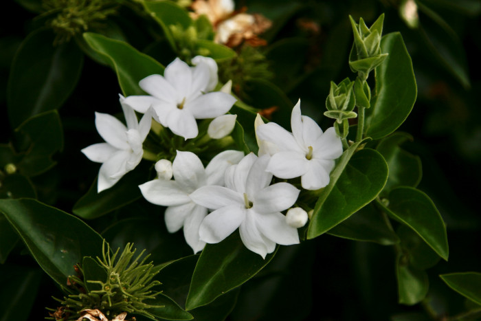 아라비안 자스민 - Arabian Jasmine, sambac-flowering, Jasminum sambac (L.) Aiton