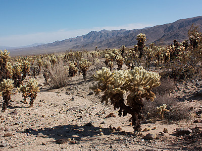 실린드로푼티아 비겔로비이 사진 - Cylindropuntia bigelovii Photos