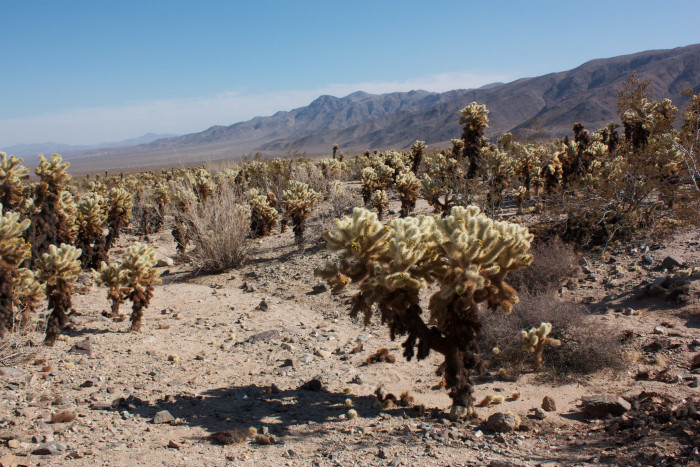 실린드로푼티아 비겔로비이 - Teddybear cholla, Cylindropuntia bigelovii