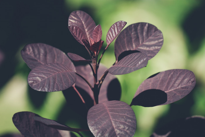 안개나무 - Smoke bush, Smoke tree, Cotinus coggygria L.