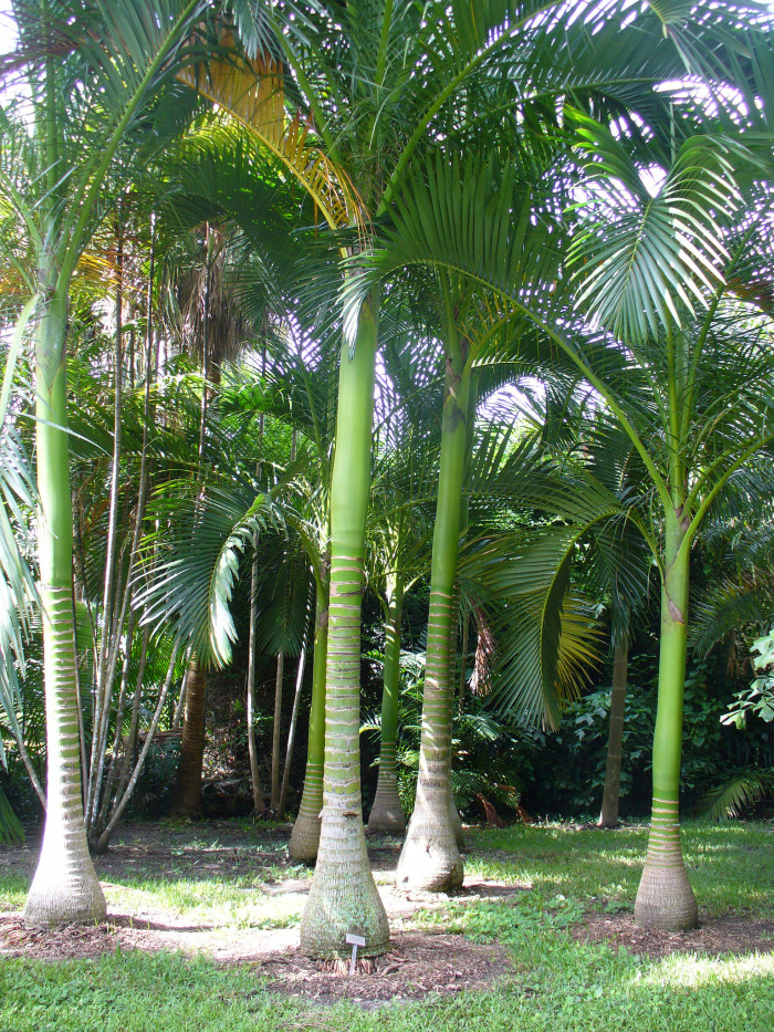 아네이튬 야자 - Aneityum Palm, Carpoxykum Palm, Carpoxylon macrospermum