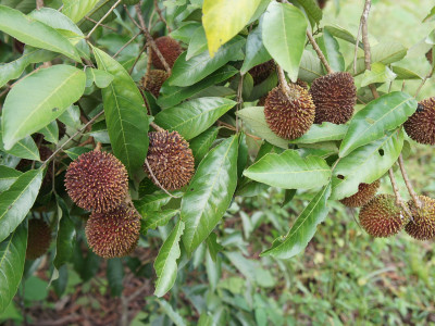 폴라산 사진 - Nephelium mutabile Blume Photos