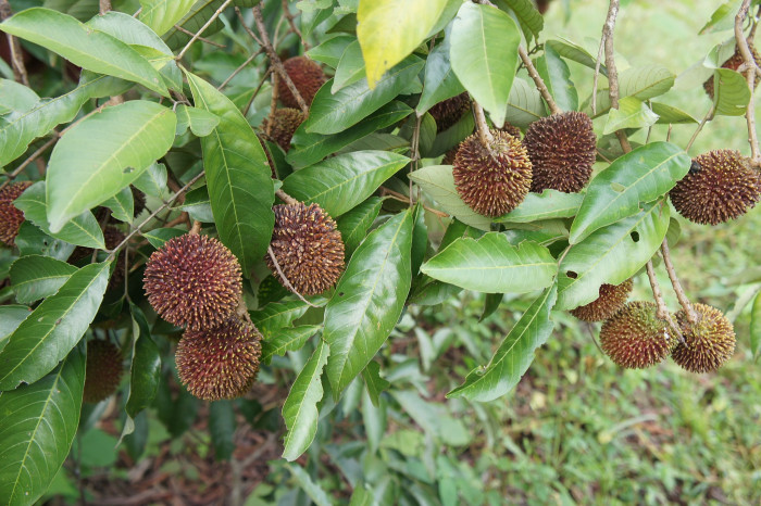 폴라산 - Pulasan, Nephelium mutabile Blume