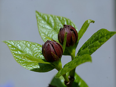 자주받침꽃 사진 - Calycanthus fertilis Photos