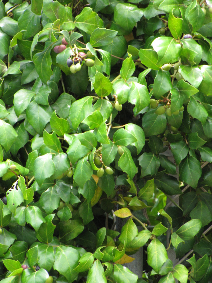 포도 아이비 - Grape ivy, oak leaf ivy, Cissus rhombifolia