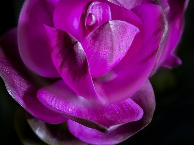 쿠르쿠마 사진 - Curcuma zedoaria (Christm.) Roscoe Photos