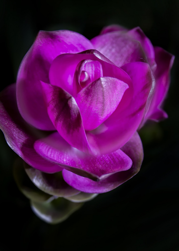 쿠르쿠마 - zedoary, white turmeric, kentjur, Curcuma zedoaria (Christm.) Roscoe
