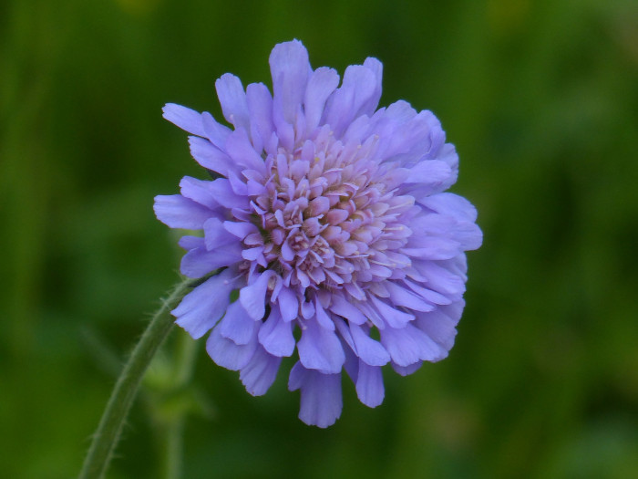 솔체꽃 - Scabiosa mansenensis Nakai for alpina Nakai