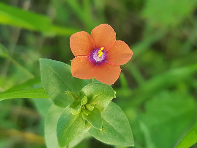 뚜껑별꽃 사진 - Anagallis arvensis L. Photos