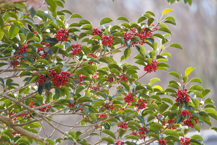 먼나무 - Ilex rotunda Thunb.