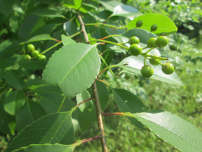 세로티나 벚나무 사진 - Prunus serotina Photos