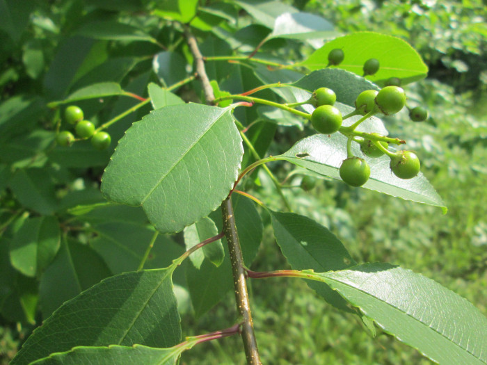 세로티나 벚나무 - Black Cherry, Prunus serotina