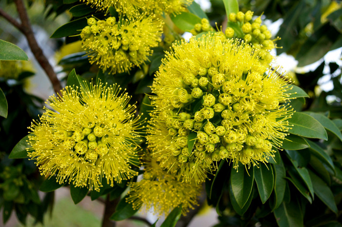 황금팬더 - Golden Penda, Xanthostemon chrysanthus