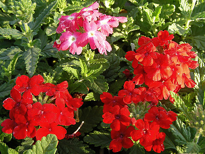 버베나 사진 - Verbena hybrida Photos